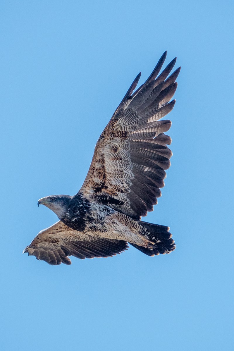 Black-chested Buzzard-Eagle - ML624661852