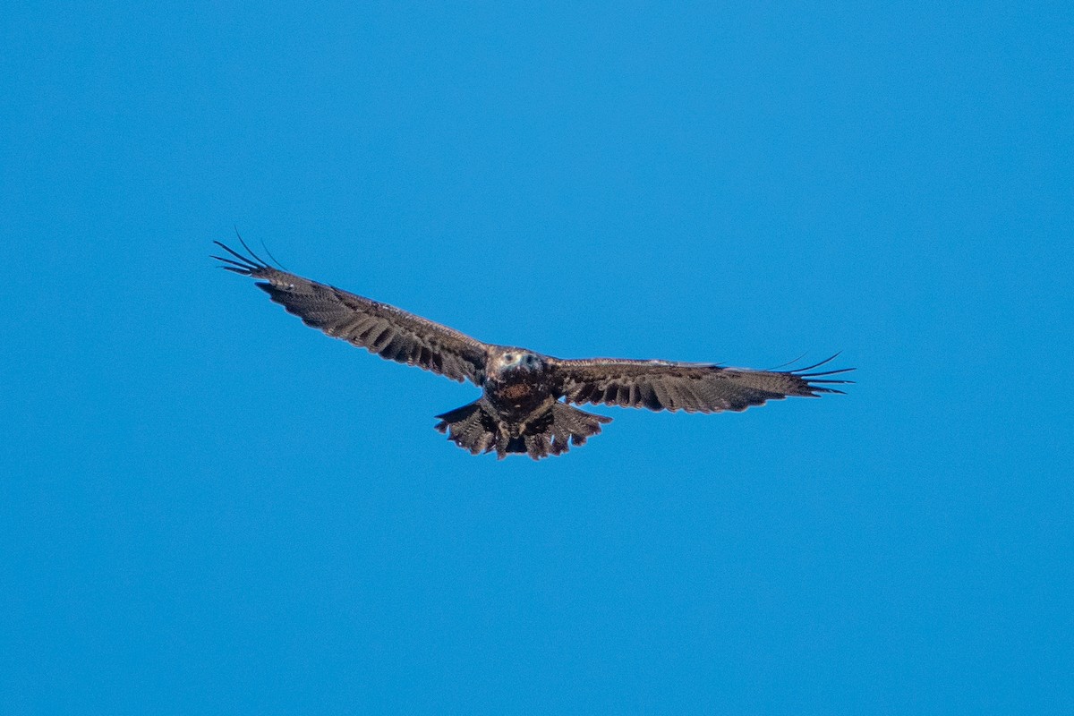 Black-chested Buzzard-Eagle - ML624661853