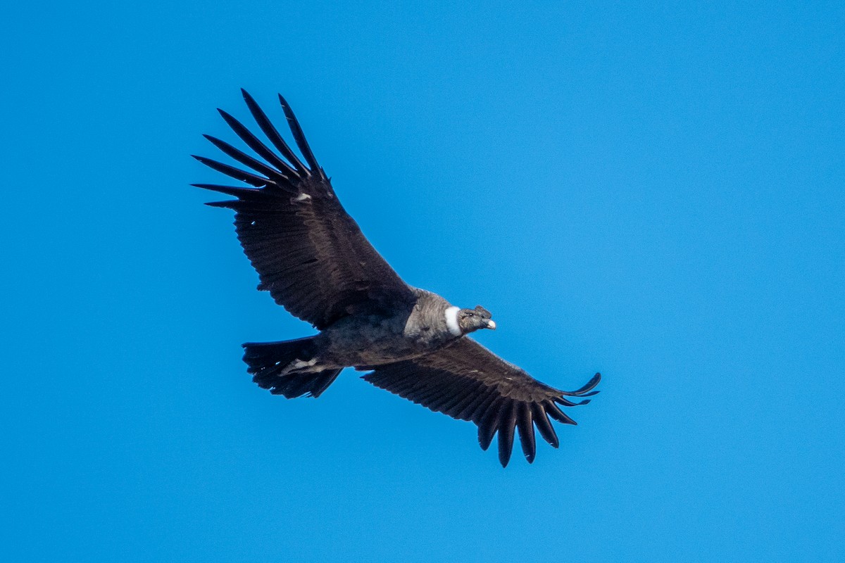 Andean Condor - ML624661867