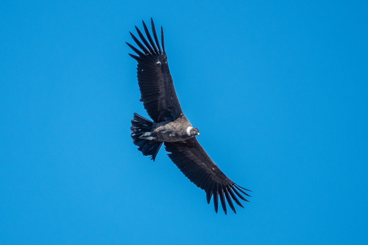 Andean Condor - ML624661868
