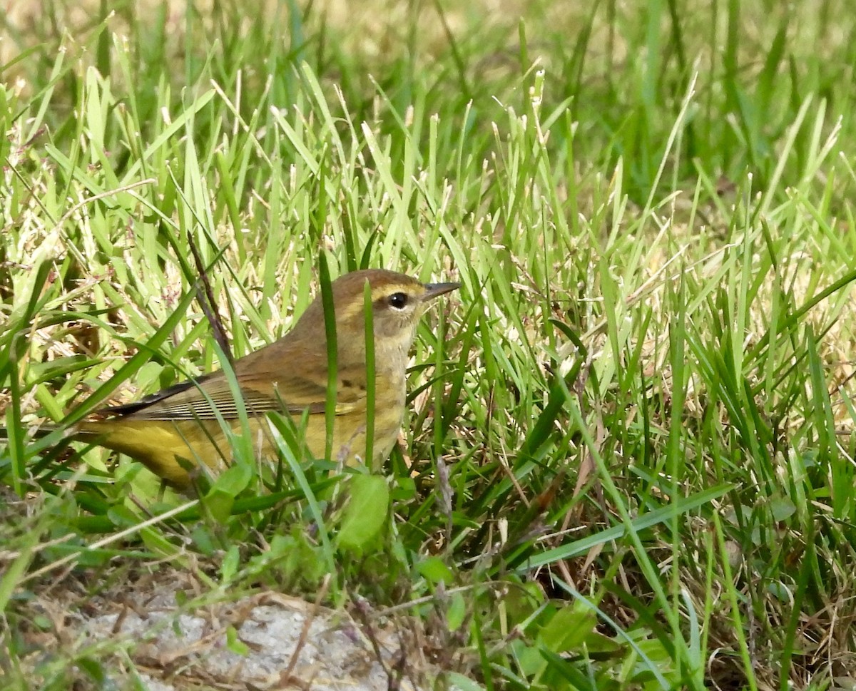 Palm Warbler - ML624661925