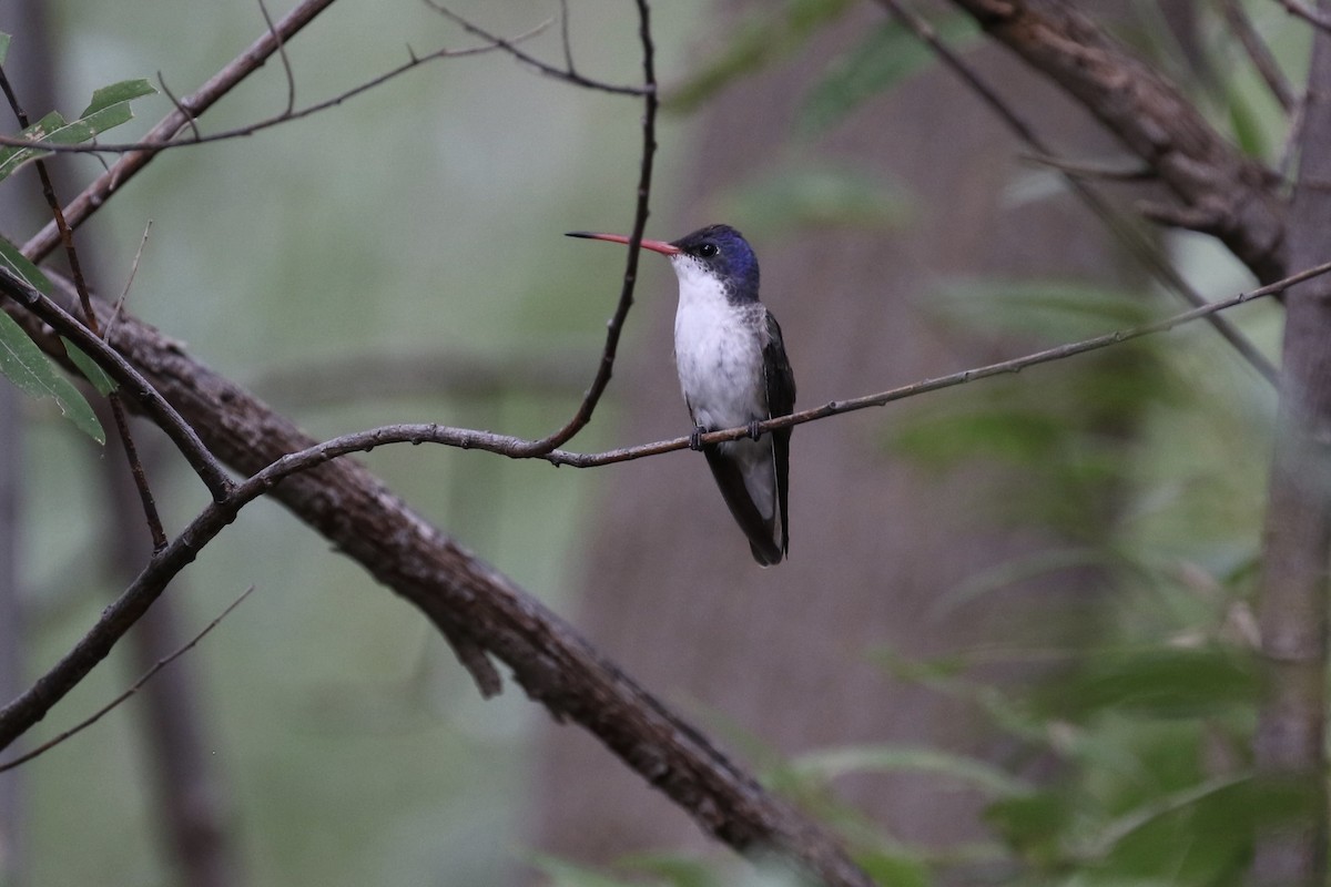 Violet-crowned Hummingbird - Sabrina Hepburn