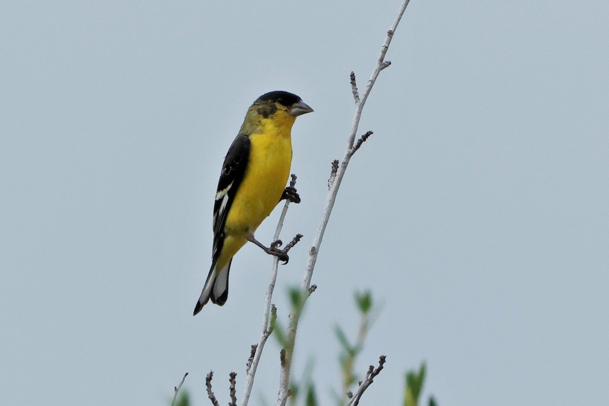 Lesser Goldfinch - ML624662185