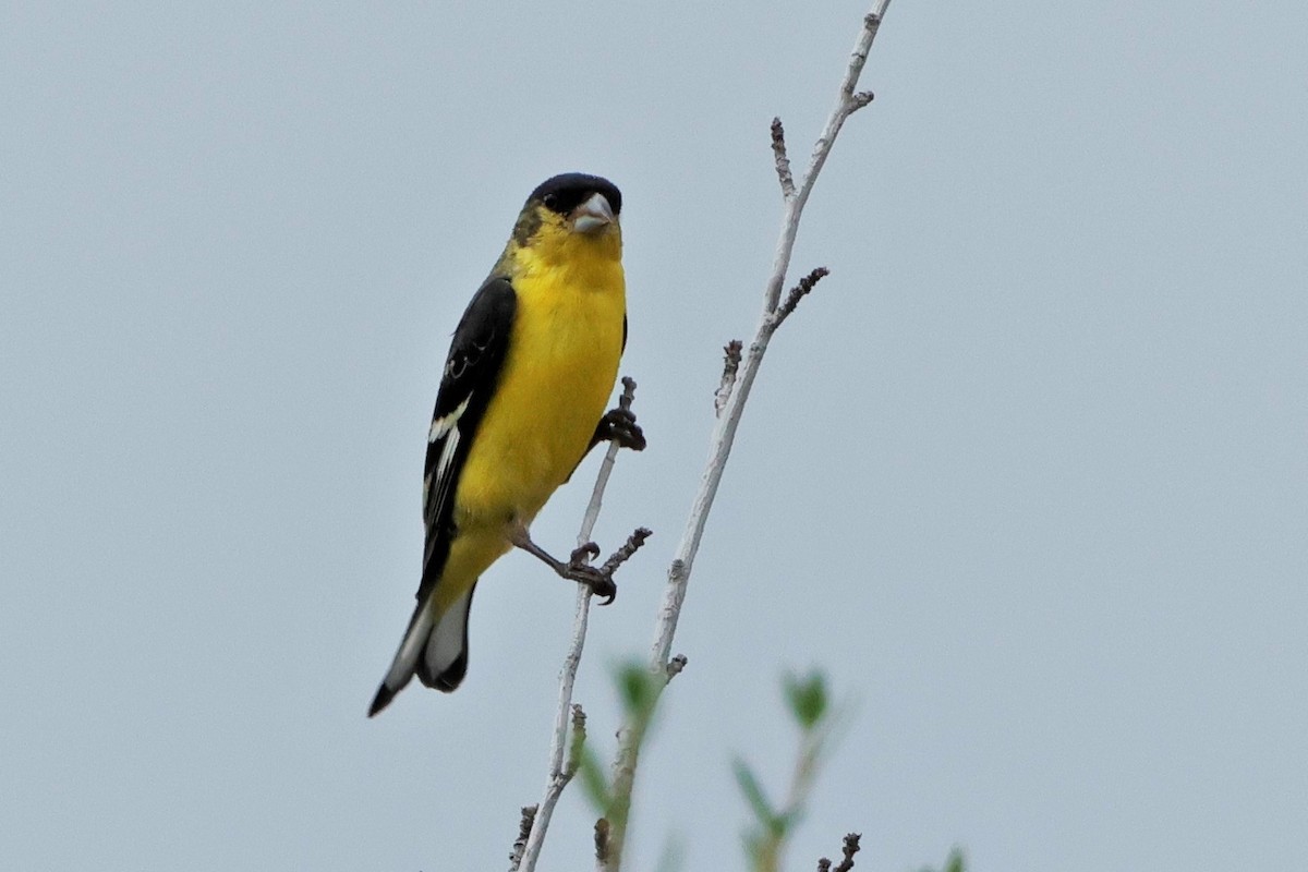 Lesser Goldfinch - ML624662186