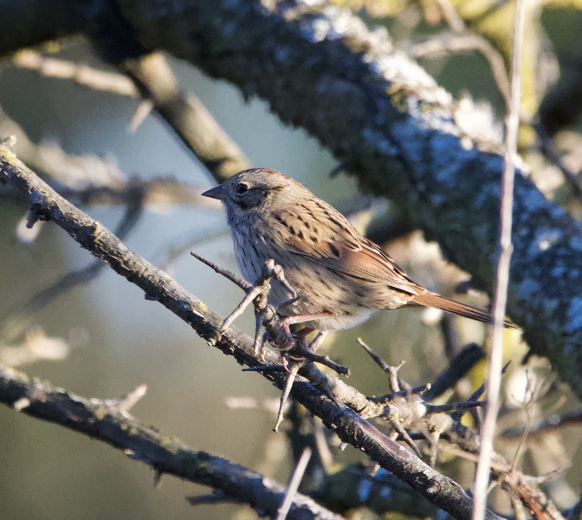 Lincoln's Sparrow - ML624662286