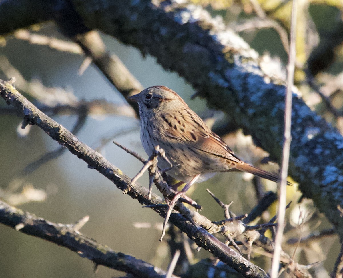 Lincoln's Sparrow - ML624662287
