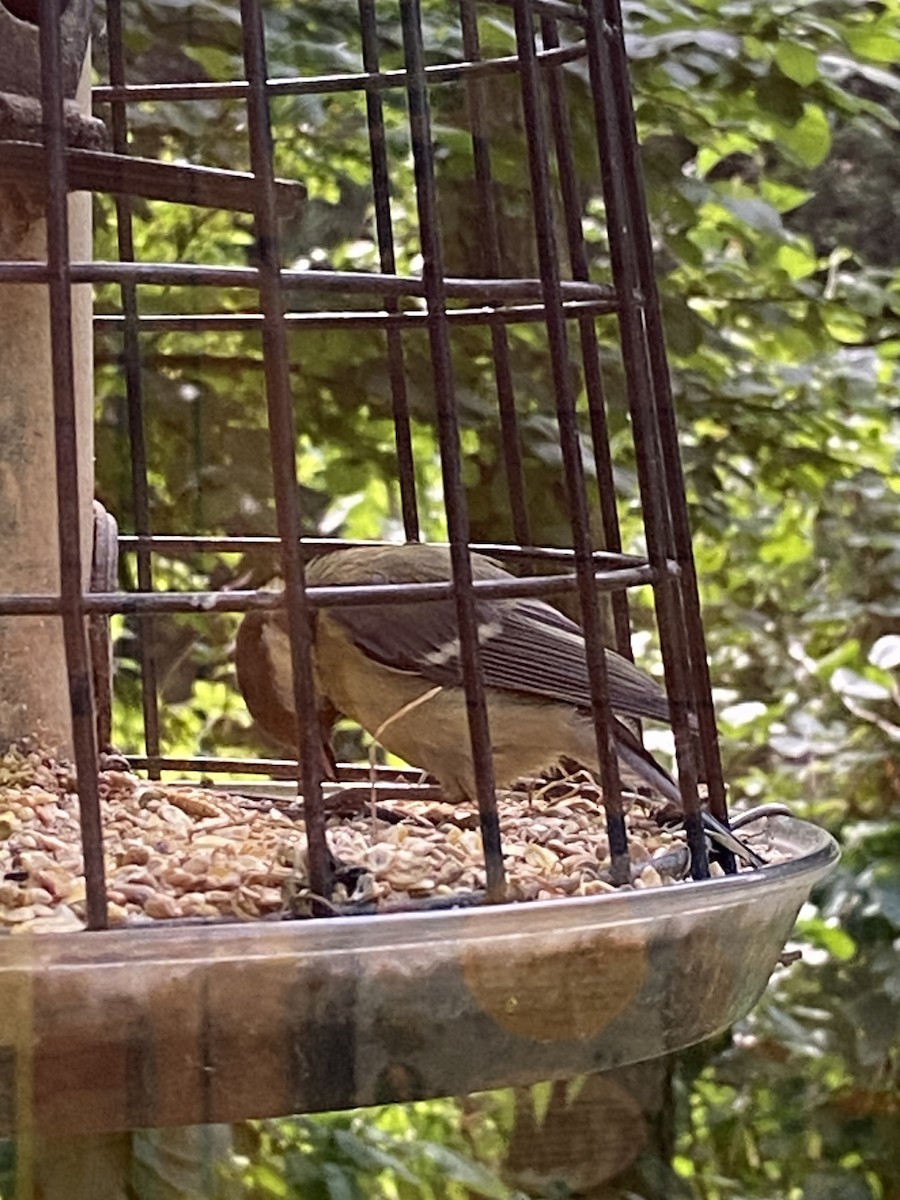 Great Tit (Great) - ML624662443