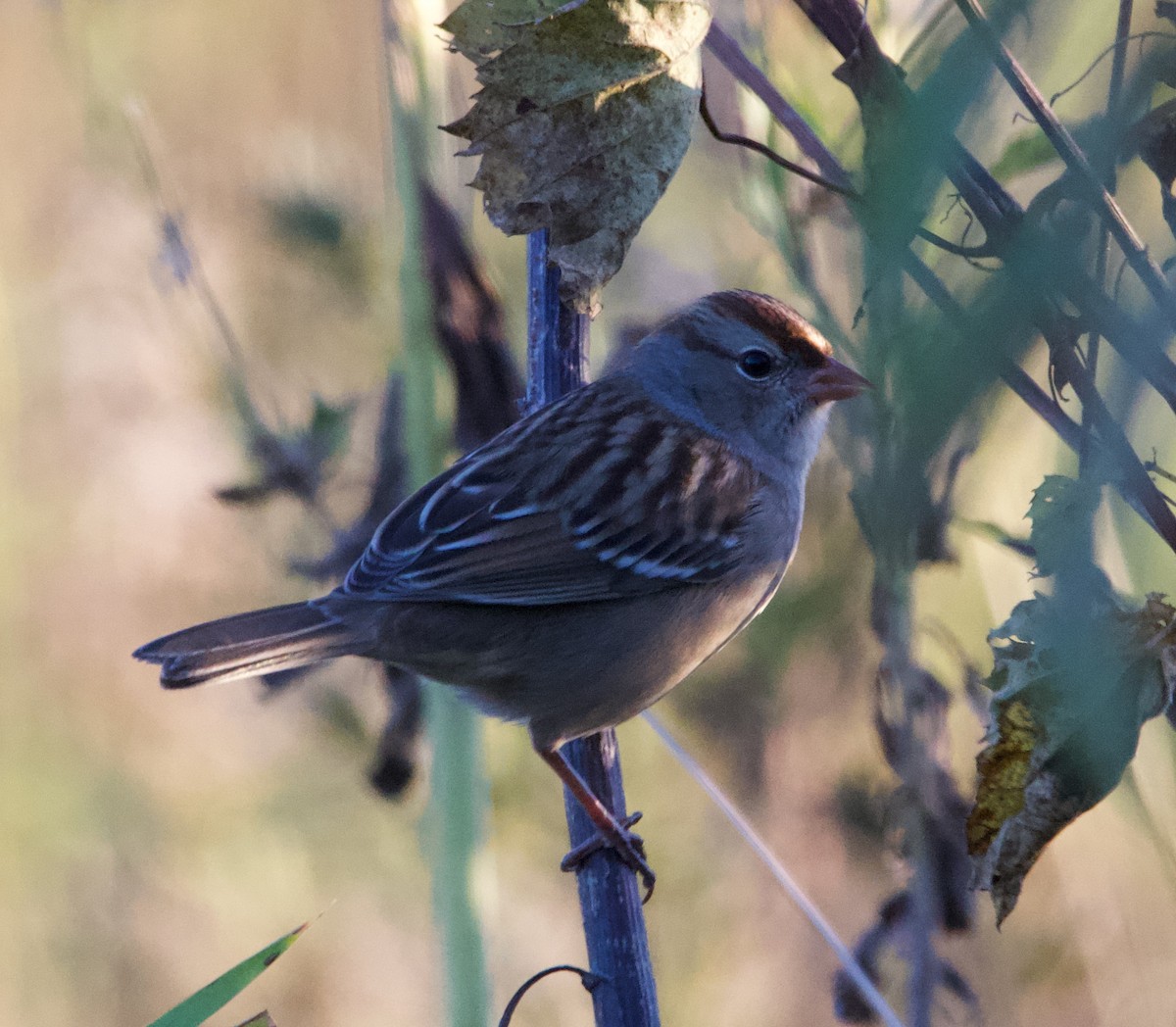 White-crowned Sparrow - ML624662451