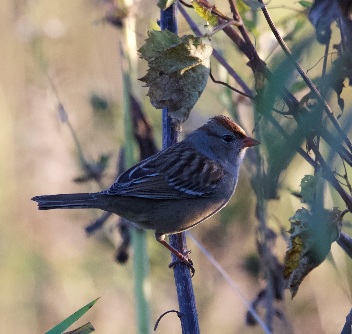 White-crowned Sparrow - ML624662452
