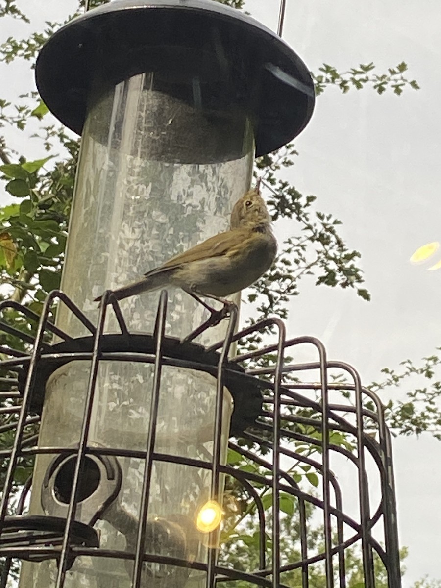 Common Chiffchaff (Common) - ML624662460