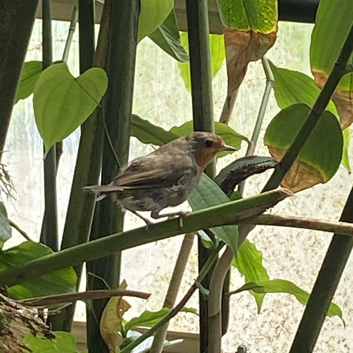 European Robin - ML624662473