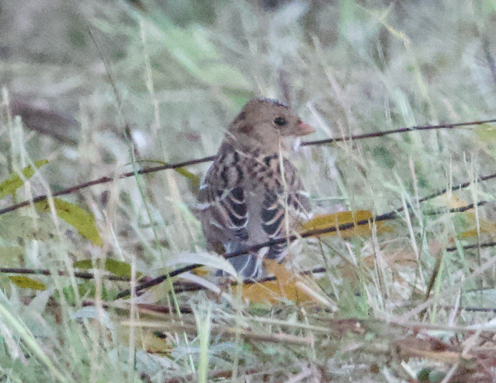 Harris's Sparrow - ML624662478