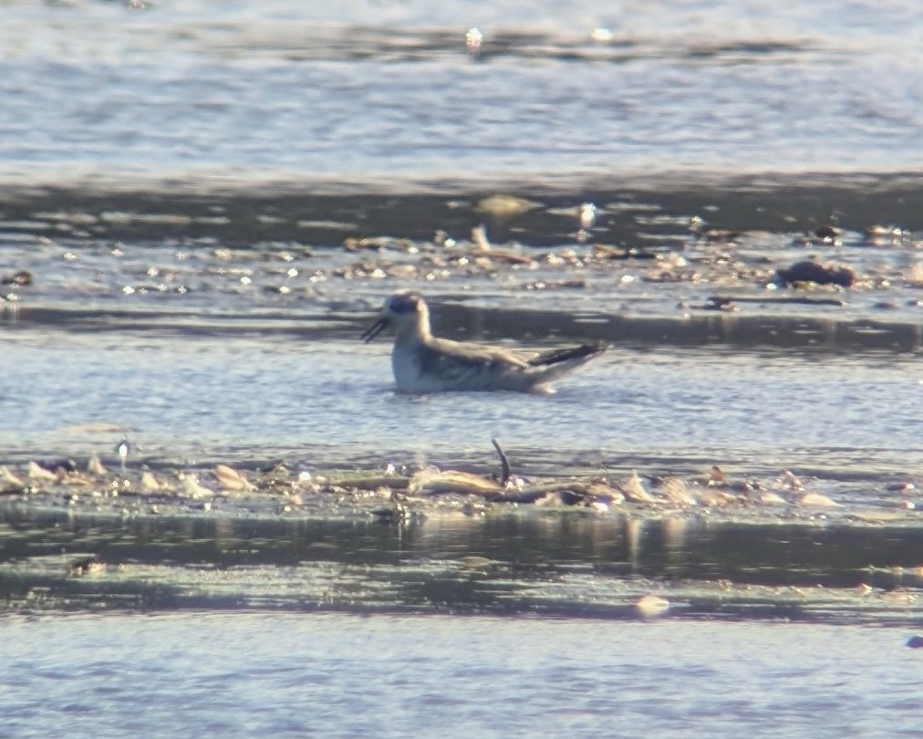 Red Phalarope - ML624662718