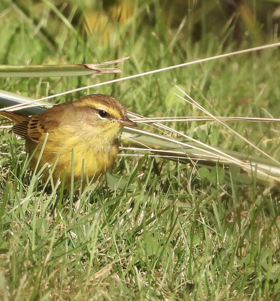 Palm Warbler - ML624662764