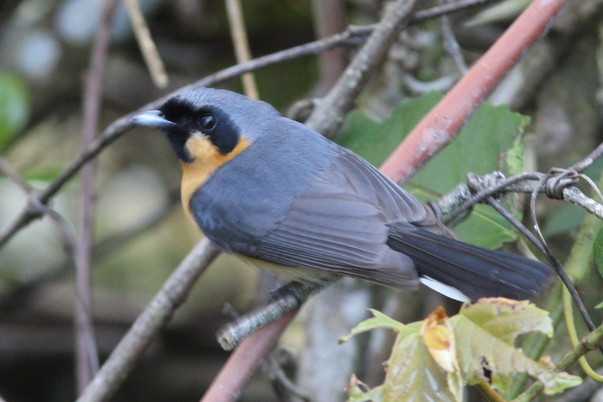 Australian Spectacled Monarch - ML624663090