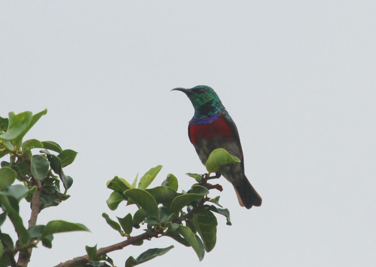 Neergaard's Sunbird - ML624663092