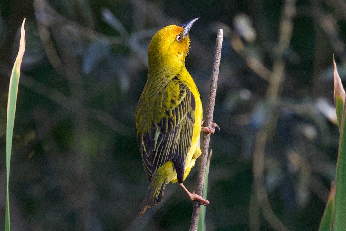 Cape Weaver - ML624663247