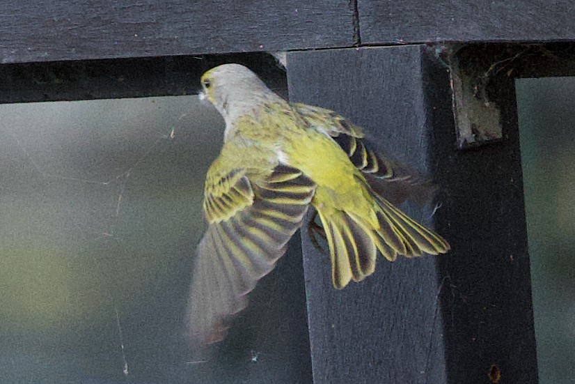 Cape Canary - ML624663263