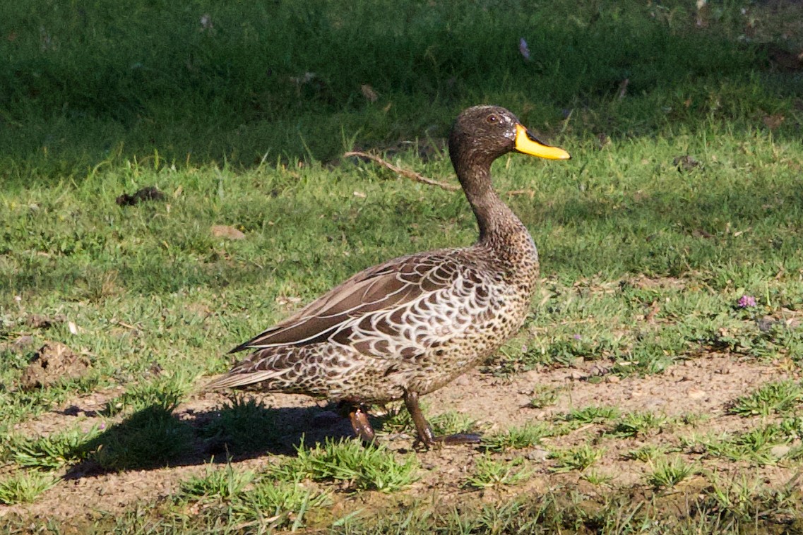 Yellow-billed Duck - ML624663286