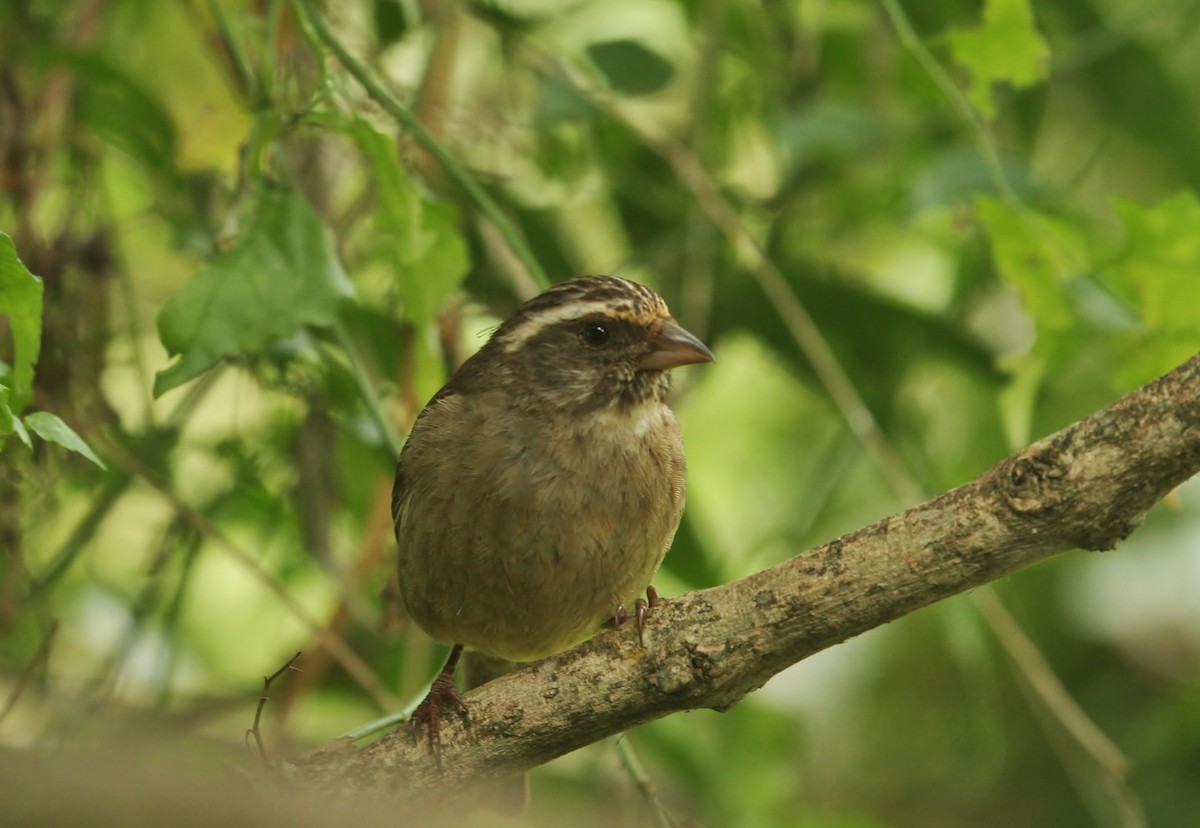 Streaky-headed Seedeater - ML624663387