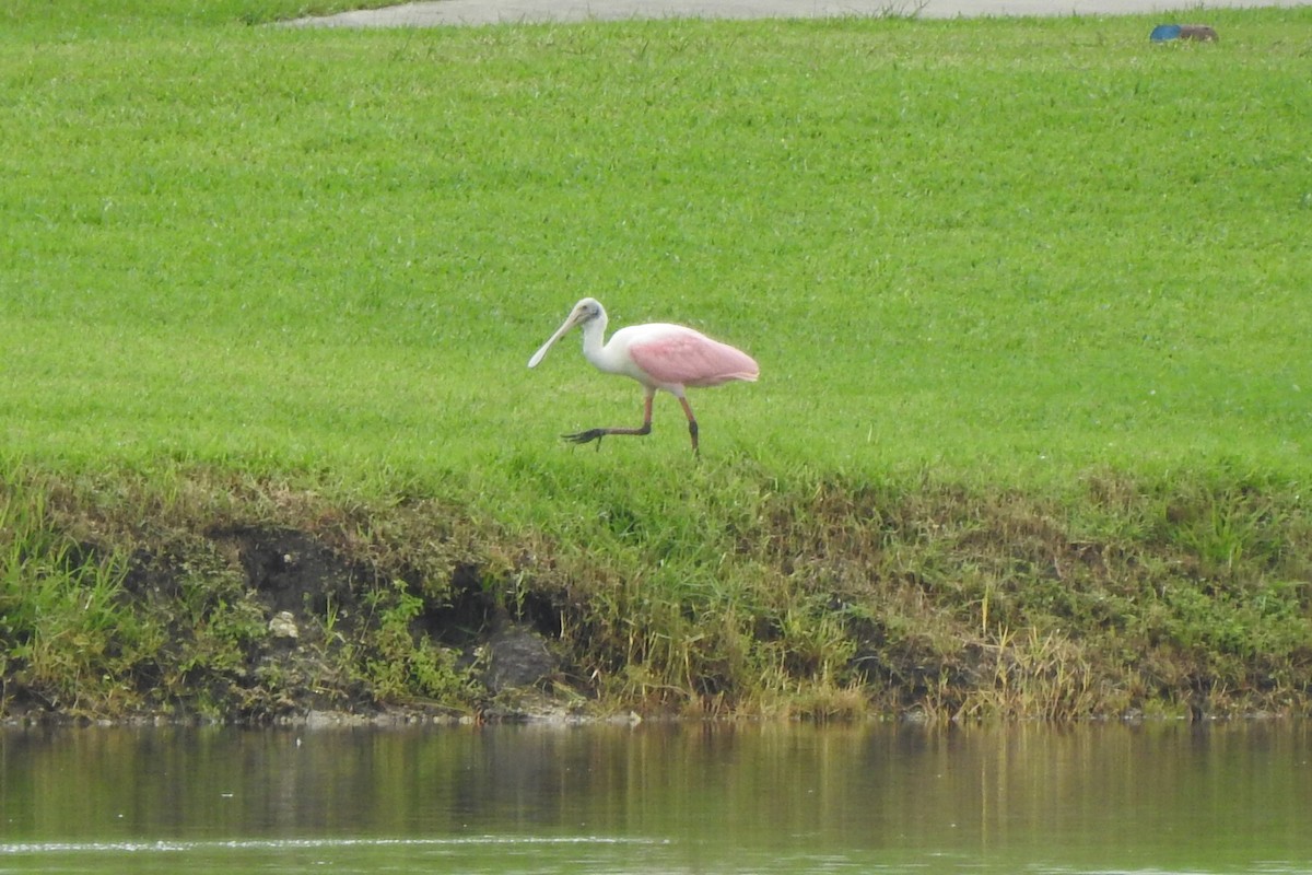 Roseate Spoonbill - ML624663401