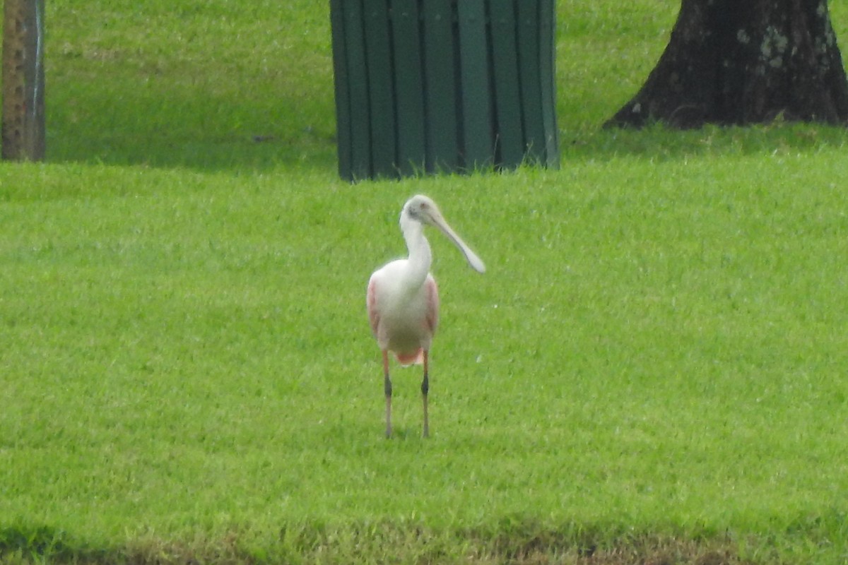 Roseate Spoonbill - ML624663402