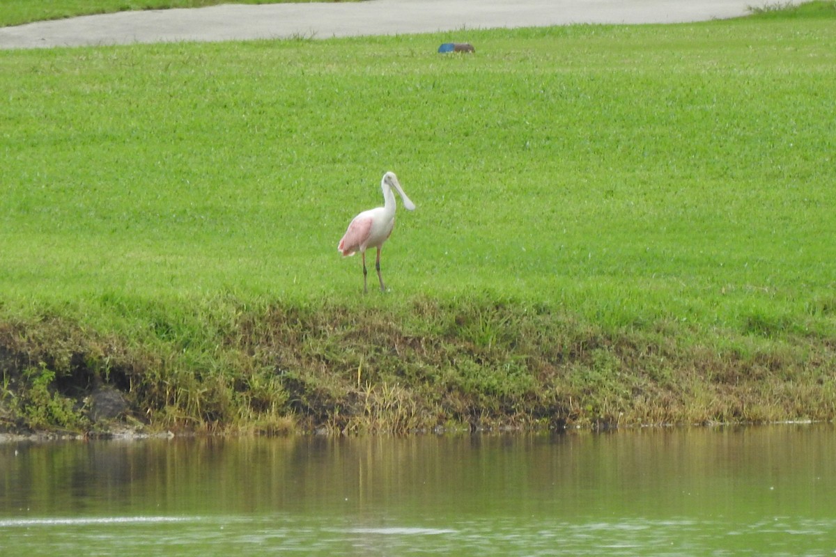 Roseate Spoonbill - ML624663403