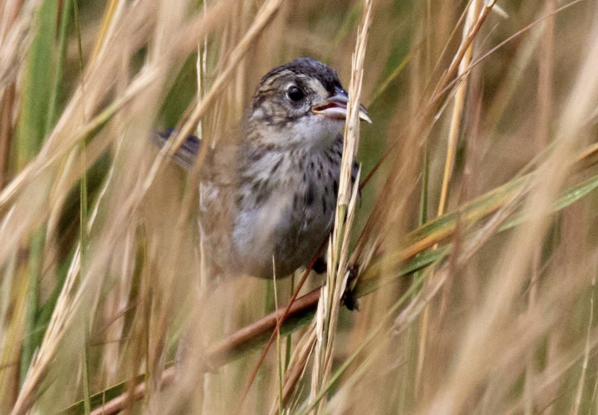 Seaside Sparrow - ML624663430