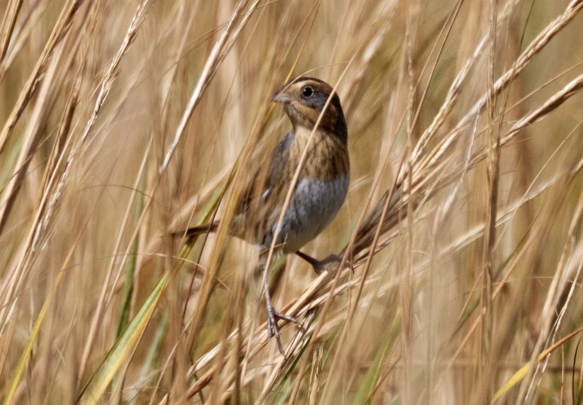 Nelson's Sparrow - ML624663445
