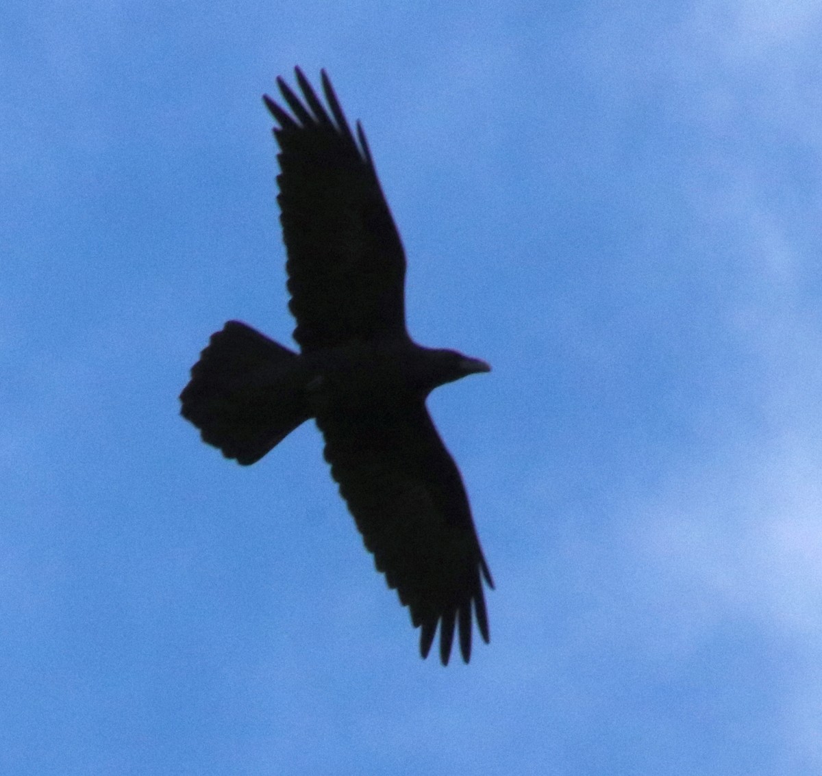 Kuzgun - ML624663542