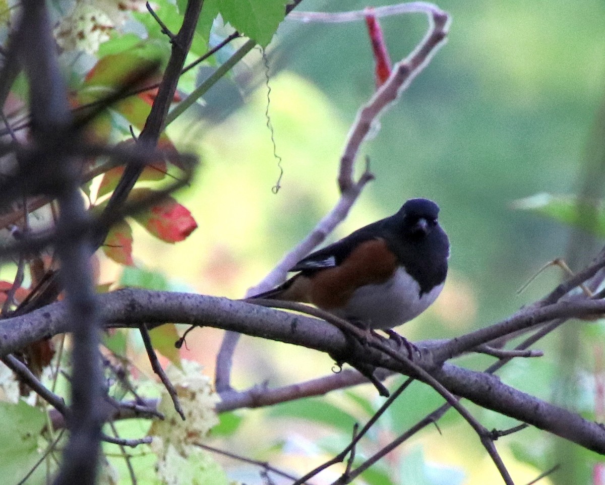 Kızıl Böğürlü Tovi - ML624663569