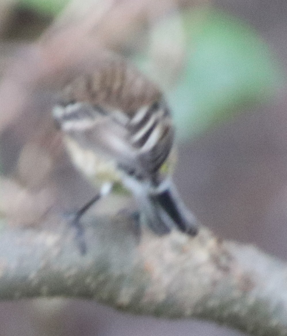 Taçlı Ötleğen - ML624663579