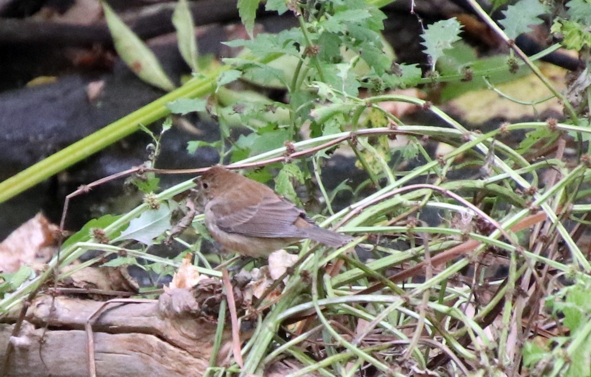 Çivit Çintesi - ML624663592