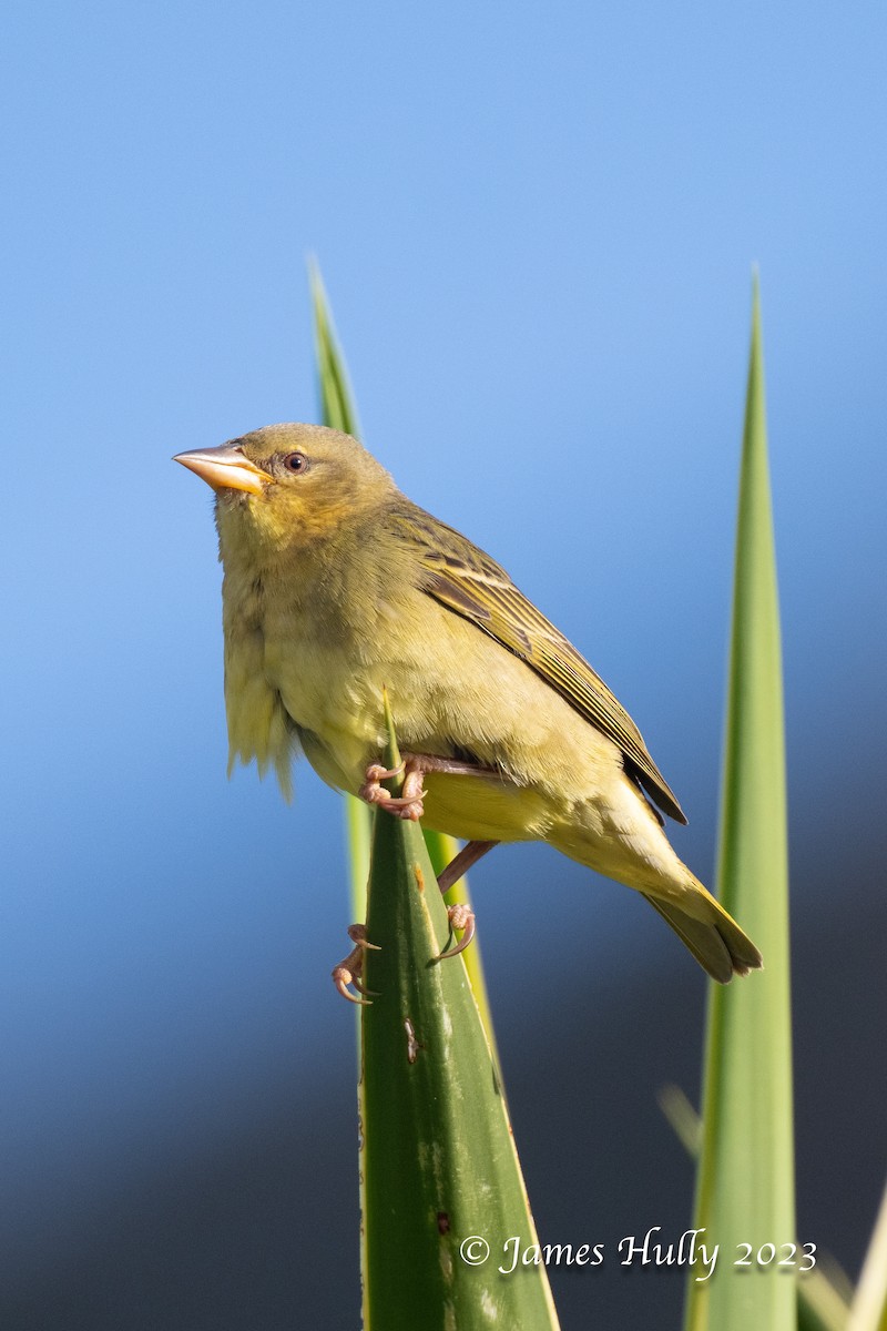 Cape Weaver - ML624663725