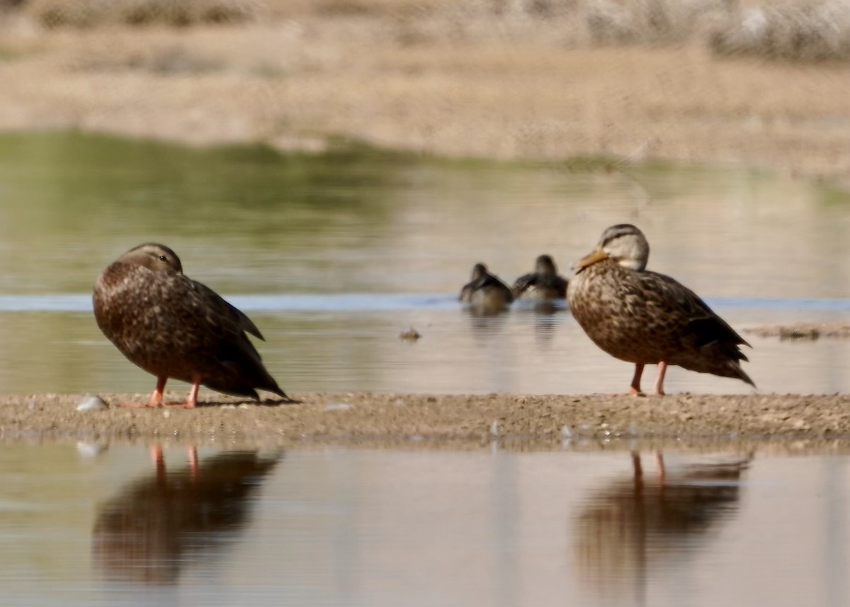 Mexican Duck - ML624663762