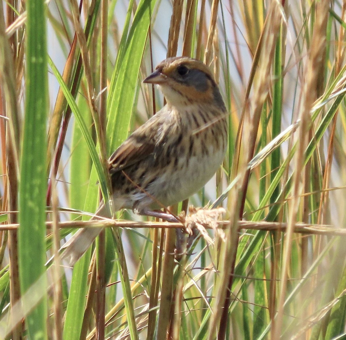 Saltmarsh Sparrow - ML624663863