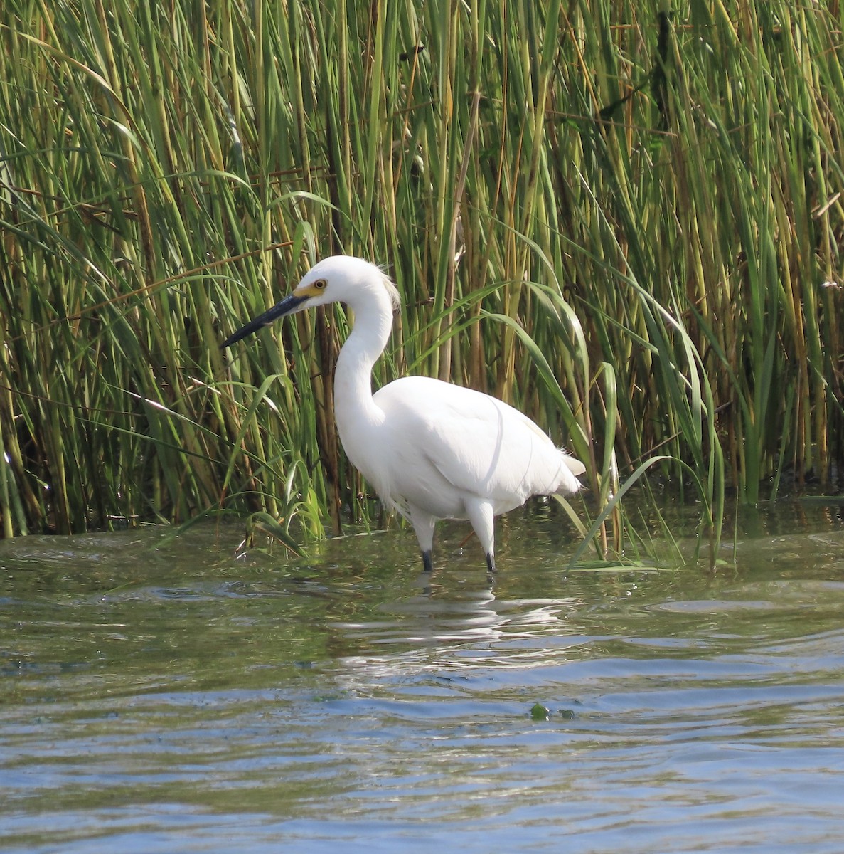 Snowy Egret - ML624663925