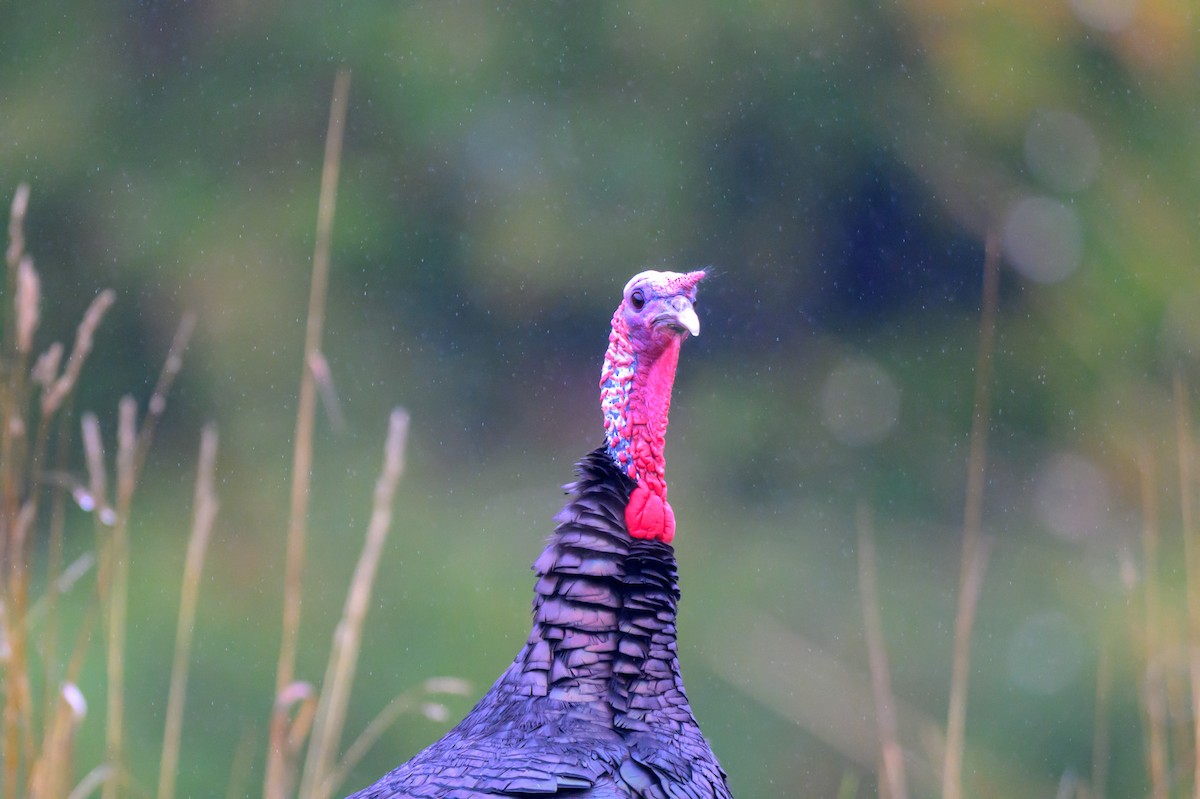 Wild Turkey - ML624663951