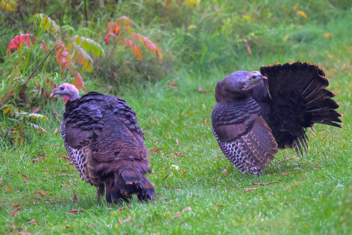 Wild Turkey - ML624663952