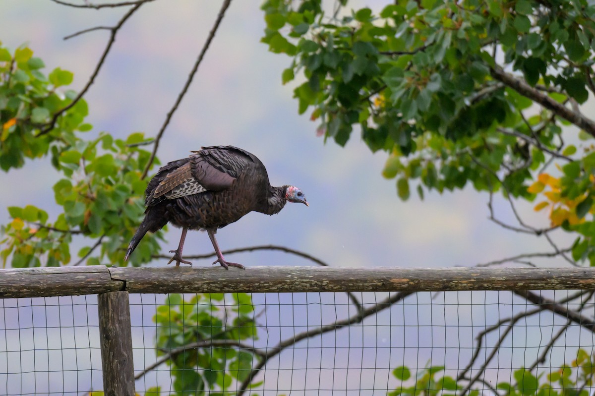 Wild Turkey - ML624663953