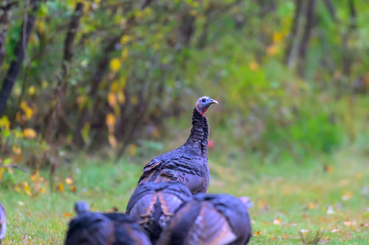 Wild Turkey - ML624663954