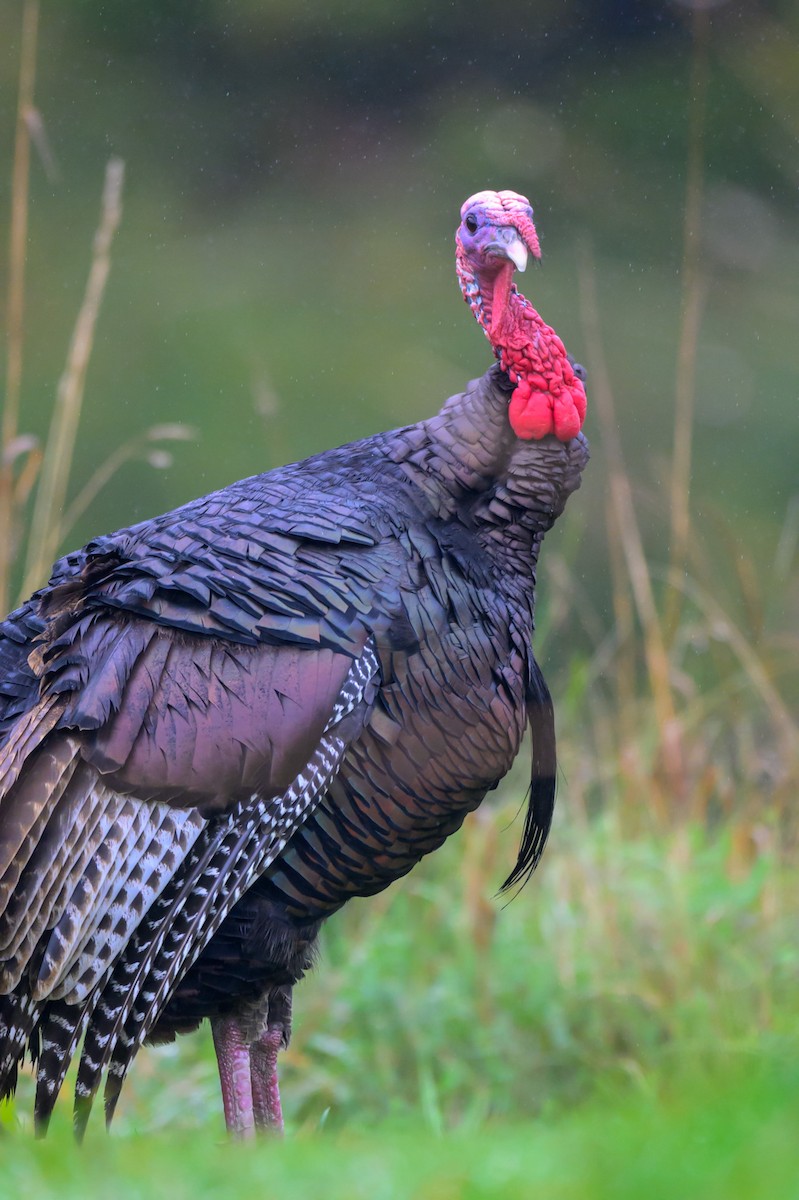 Wild Turkey - ML624663955