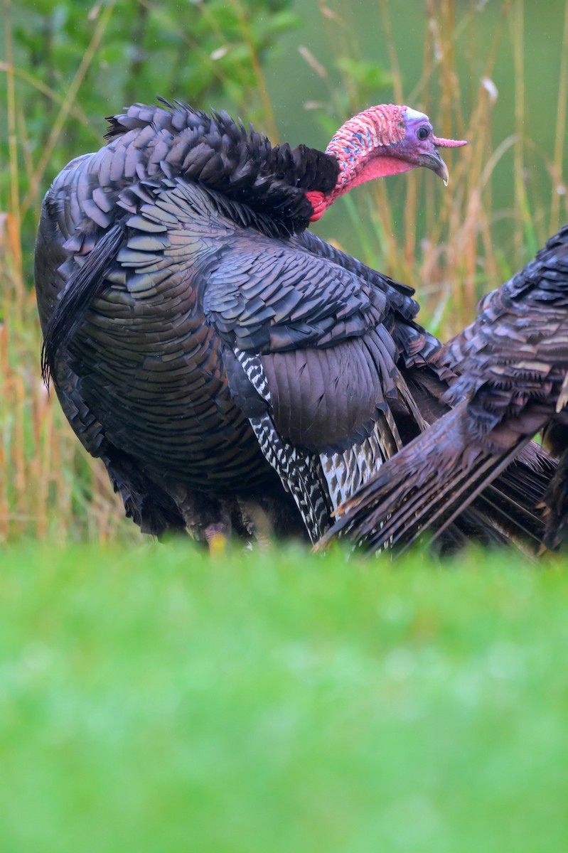 Wild Turkey - ML624663956