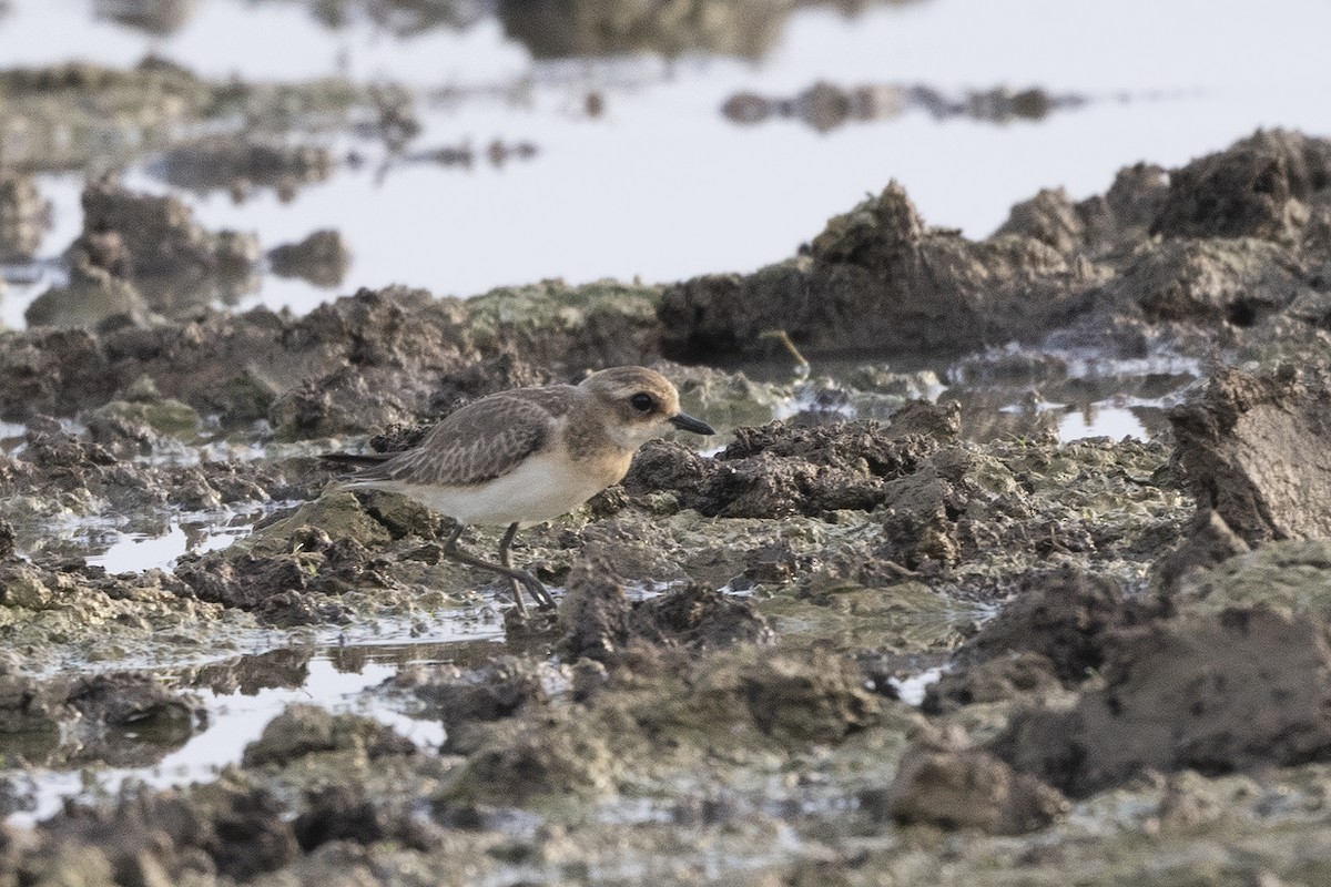 Tibetan Sand-Plover - ML624663975