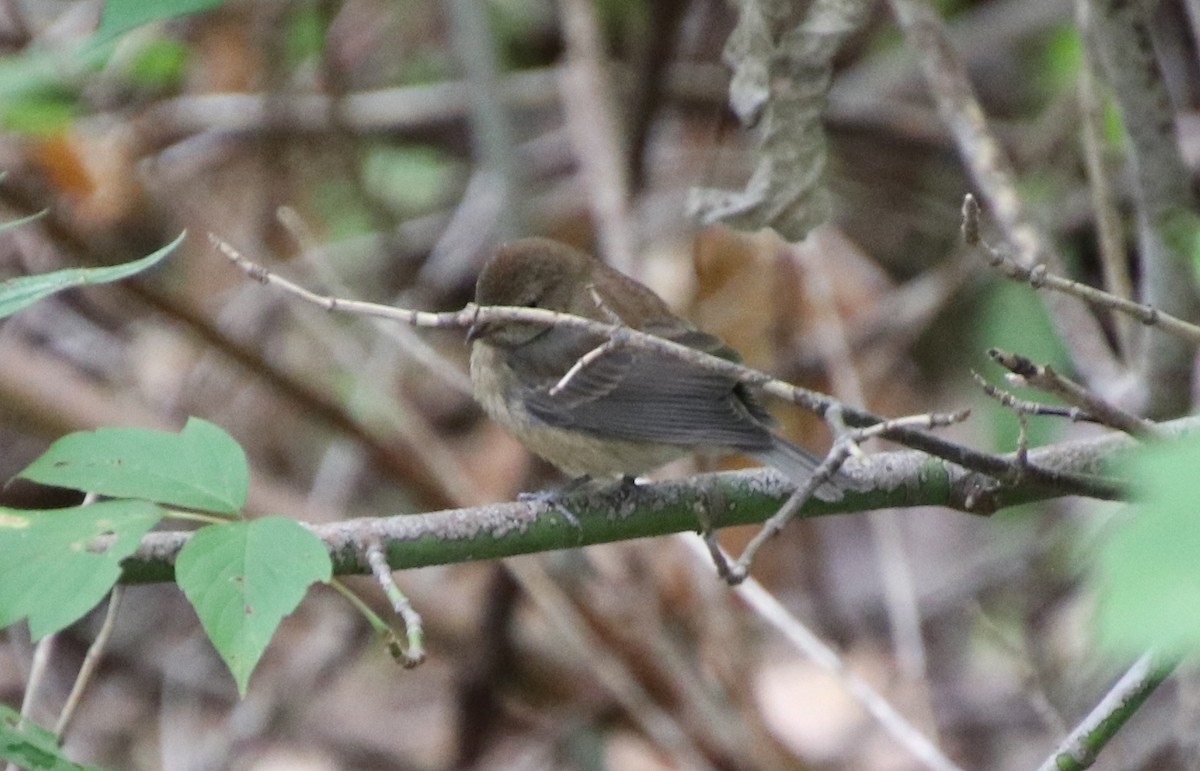 Çivit Çintesi - ML624664222