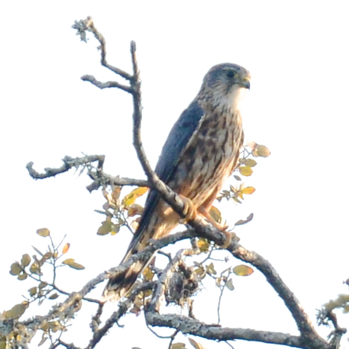 Merlin - ML624664289