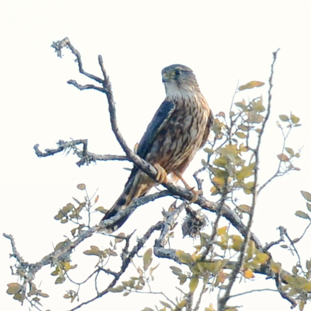 Merlin - ML624664290