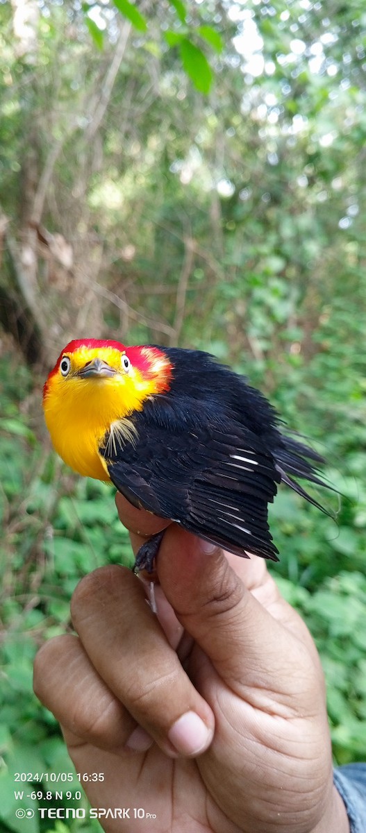 Wire-tailed Manakin - ML624664315