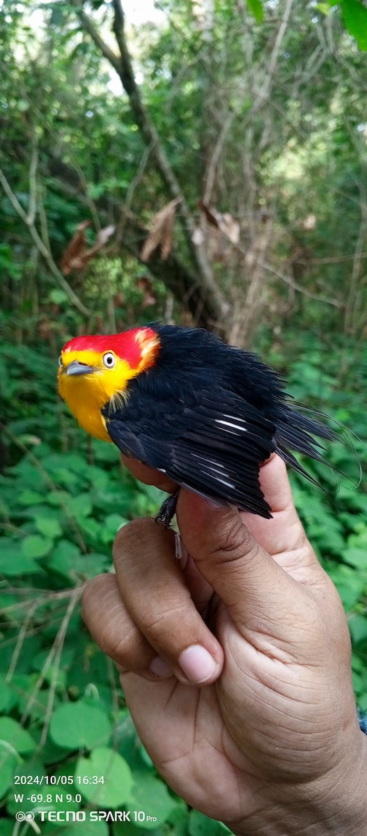 Wire-tailed Manakin - ML624664319