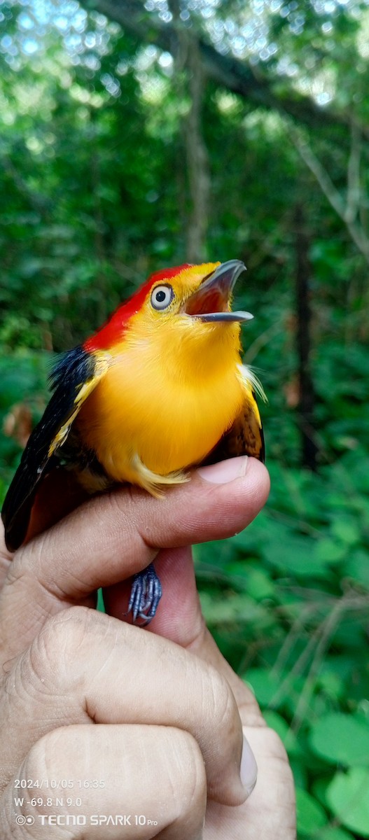 Wire-tailed Manakin - ML624664320